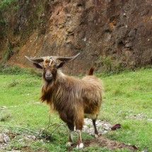 Billy Goat in the Serra dos Orgaos